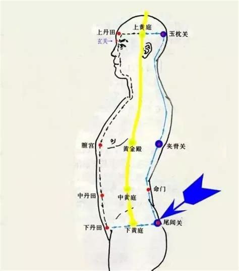 龜尾穴|《中醫詞典》解釋「閭尾」的意思